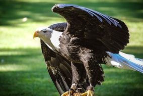 bald eagle is a symbol of freedom