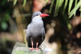 gray bird with a red beak