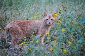 domestic red cat among yellow flowers