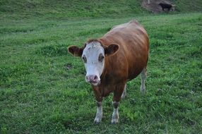 red domestic cow grazes in a green meadow