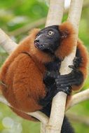 lemur on a tree in the rainforest