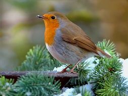 a robin on a spruce branch
