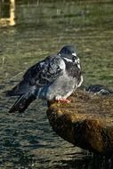 bird at the source