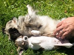 Chihuahua dogs on grass