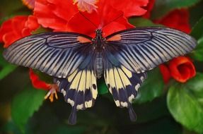 swallow butterfly on a red flower