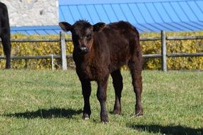 black calf stands on green grass