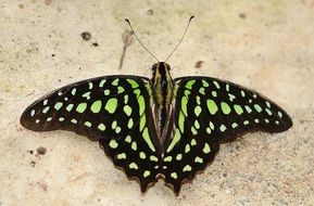 Beautiful Green Malachite Butterfly