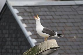 Gull Bird with open bill portrait