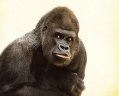 portrait of a gorilla with a silver back