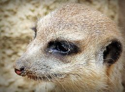 portrait of meerkat close-up on blurred background