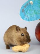 hamster with peanut and red apple