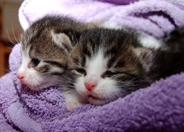 picture of the cute small kitties