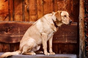 Labrador on a wooden bench
