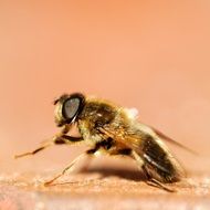 bee Fly Macro