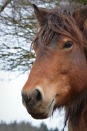 portrait of a horse