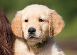 portrait of a sweet golden retriever