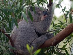 gray koala on eucalyptus tree