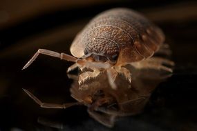 Macro photo of Armadillo Bug