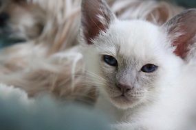 portrait of a white domestic kitten