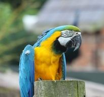 colorful parrot in the zoo