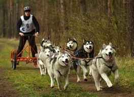 Husky Sled Dogs run Forest path