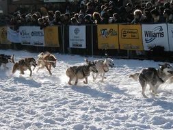 race of sled dogs in winter