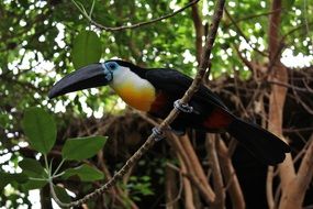 Bird Toucan Zoo Duisburg