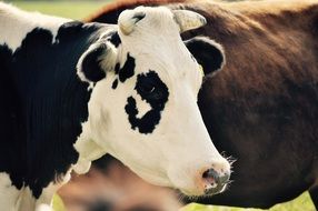 black and white cow on a pasture close-up on a blurred background