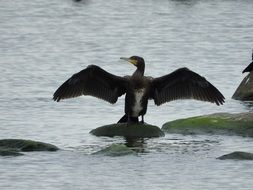 Black Cormorant Water Bird Sea Coast