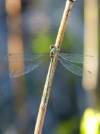 Dragonfly Green on Branch close-up on blurred background