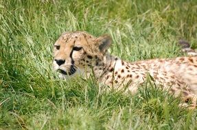 picture of the Cheetah in the wildlife