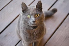 fluffy gray cat on a wooden flooring