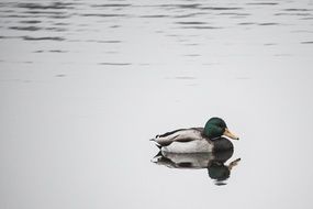 lonely duck in the lake