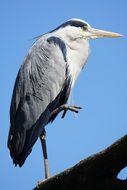gray heron standing on one leg on a tree branch
