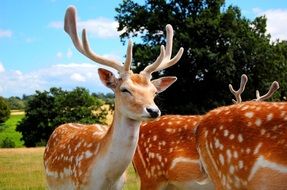 young deer with horns