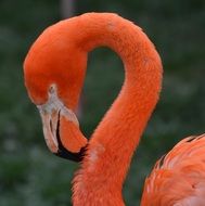 orange flamingo on a green background