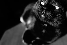 Black and white photo of a black cat with yellow eyes