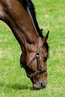 portrait of chewing brown horse