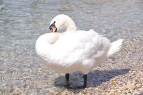 elegant swan cleaning feathers