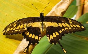 yellow black butterfly on the yellow background