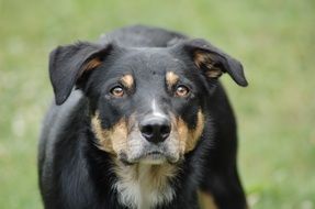 black red cute domestic dog