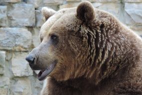 brown bear head