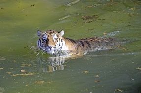 tiger swims in dirty water