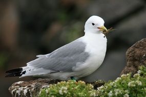 Grey and white Northern fulmar