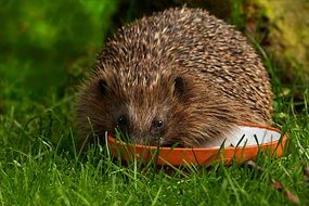 hedgehog in the summer garden