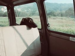 Dog is in a car