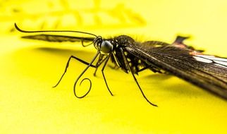 closeup of a butterfly on the yellow surface