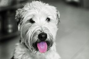 portrait of Irish Soft Coated Wheaten Terrier