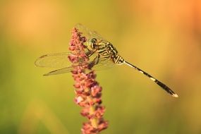 Close-up of the dragonfly on the flowers