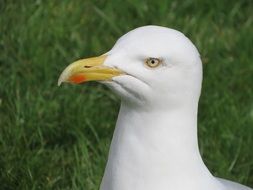 head of a white seagull on a green background